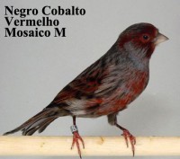 /album/canariobisnau/negro-cobalto-vermelho-mosaico-m-jpg/